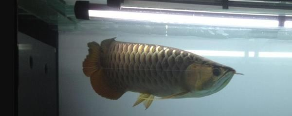 6厘米的虎魚吃什么：6厘米的虎魚在飲食上有一定的偏好和需求