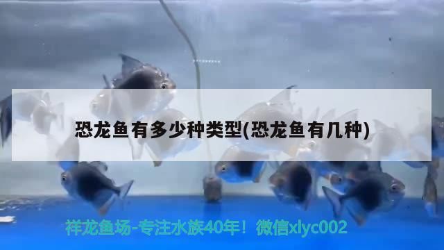 百色龍魚vs百色水族批發市場vs百色水族館vs百色魚缸批發市場vs祥龍魚場：廣西百色水族批發市場