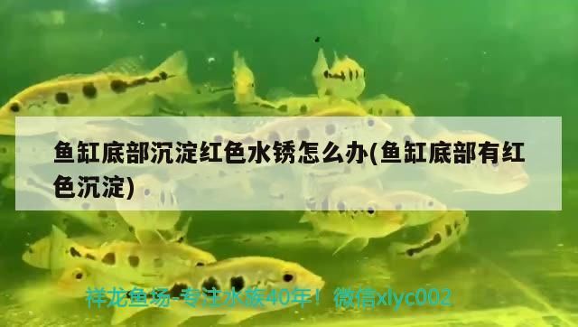魚缸底部沉淀紅色水銹怎么辦(魚缸底部有紅色沉淀)