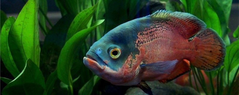 麗江龍魚vs麗江水族批發(fā)市場vs麗江水族館vs麗江魚缸批發(fā)市場vs祥龍魚場：麗江水族批發(fā)市場