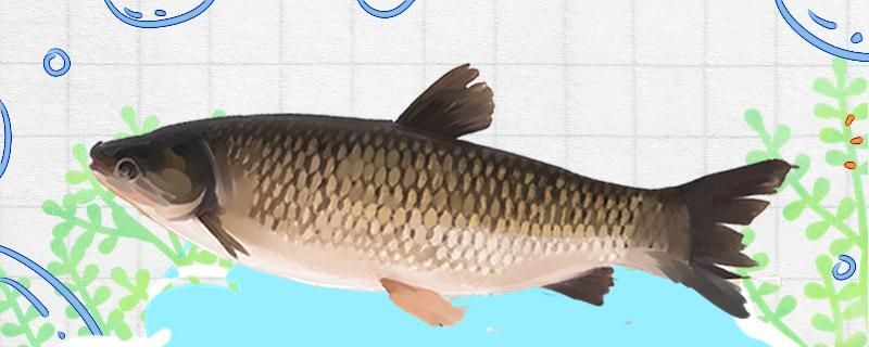 吉林市魚缸補(bǔ)膠服務(wù)中心在哪里（吉林市魚具店）