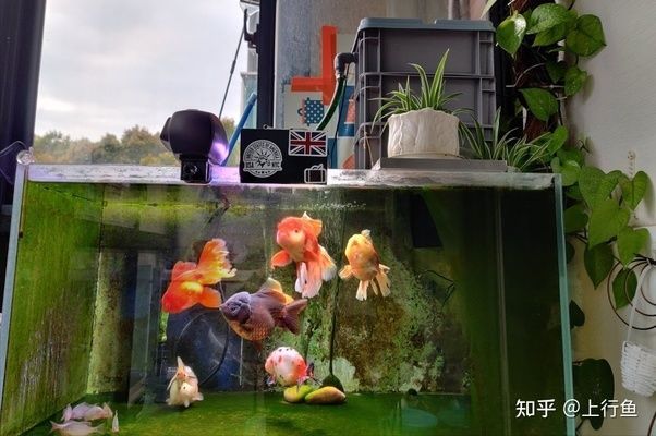 60魚缸多大水泵合適：一個長度為60厘米的魚缸選擇水泵的大小需要考慮的因素