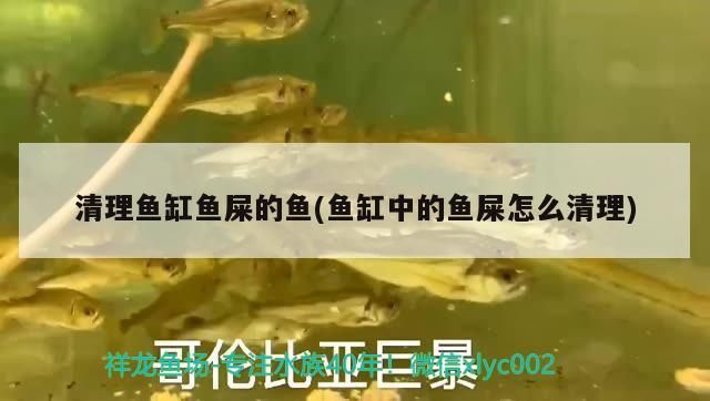 清理魚缸魚屎的魚(魚缸中的魚屎怎么清理)