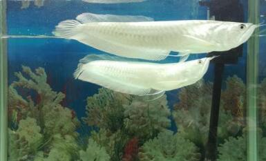 印尼超血紅龍魚同新加波紅龍魚分品種(印尼大湖紅龍魚)