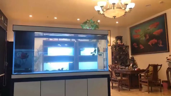 那曲龍魚vs那曲水族批發市場vs那曲水族館vs那曲魚缸批發市場vs祥龍魚場:西藏那曲地區的水族市場及相關信息 祥龍魚場各市分站 第1張 那曲龍魚vs那曲水族批發市場vs那曲水族館vs那曲魚缸批發市場vs祥龍魚場:西藏那曲地區的水族市場及相關信息 那曲龍魚vs那曲水族批發市場vs那曲水族館vs那曲魚缸批發市場vs祥龍魚場:西藏那曲地區的水族市場及相關信息 祥龍魚場各市分站 第1張