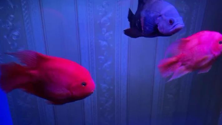 那曲龍魚vs那曲水族批發市場vs那曲水族館vs那曲魚缸批發市場vs祥龍魚場:西藏那曲地區的水族市場及相關信息 祥龍魚場各市分站 第3張 那曲龍魚vs那曲水族批發市場vs那曲水族館vs那曲魚缸批發市場vs祥龍魚場:西藏那曲地區的水族市場及相關信息 那曲龍魚vs那曲水族批發市場vs那曲水族館vs那曲魚缸批發市場vs祥龍魚場:西藏那曲地區的水族市場及相關信息 祥龍魚場各市分站 第3張
