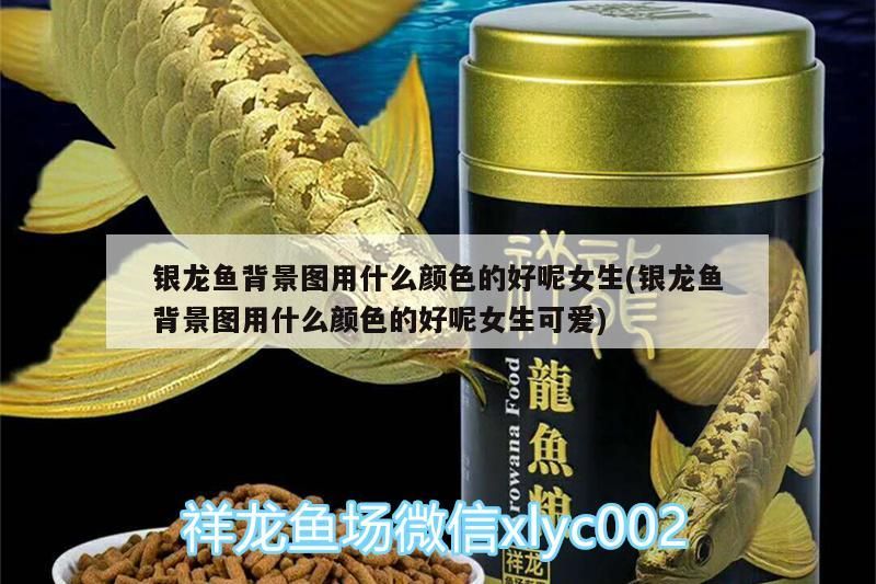 銀龍魚背景圖用什么顏色的好呢女生(銀龍魚背景圖用什么顏色的好呢女生可愛)