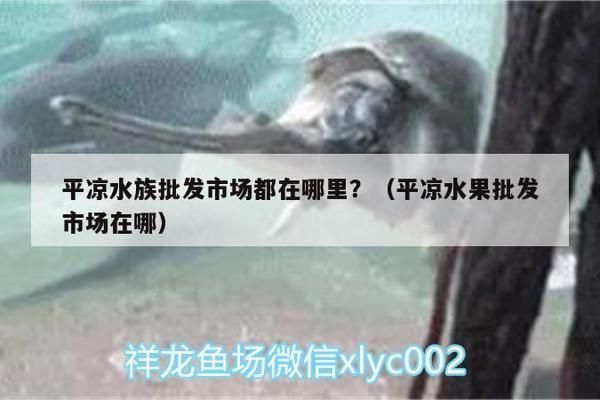 平涼龍魚vs平涼水族批發市場vs平涼水族館vs平涼魚缸批發市場vs祥龍魚場：平涼水族批發市場