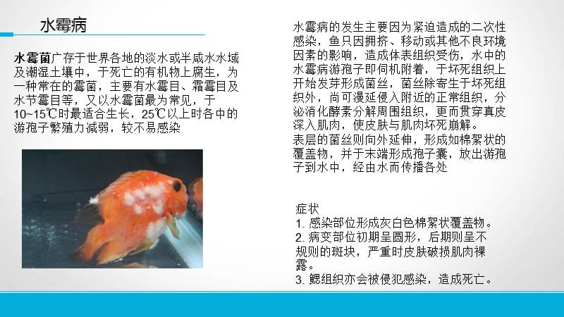 魚缸里面的魚能長大嗎（ 魚缸里養的魚會繁殖嗎）