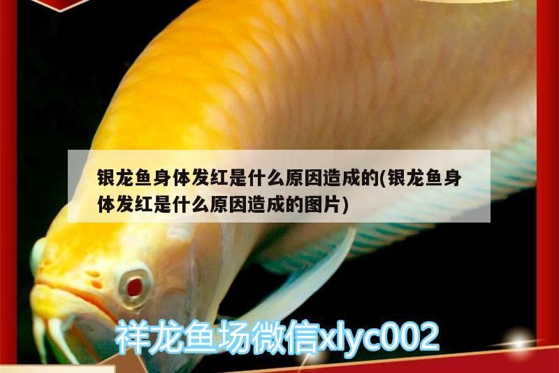 銀龍魚身體發紅是什么原因造成的(銀龍魚身體發紅是什么原因造成的圖片)