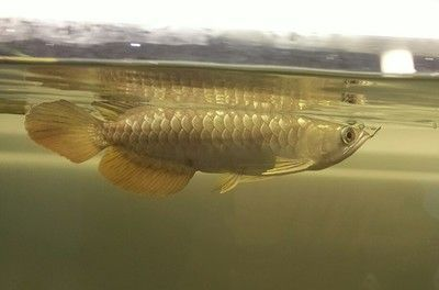三紋虎魚飼料價格區間查詢，三紋虎魚飼料價格區間