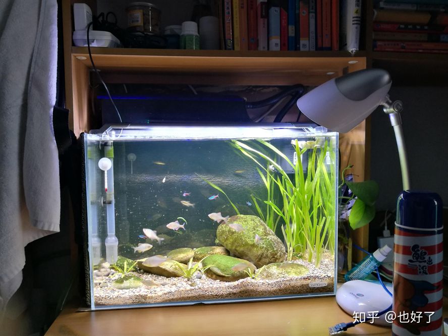 25厘米的魚缸可以養幾條斑馬：6-10條斑馬魚適合養殖更多的斑馬魚