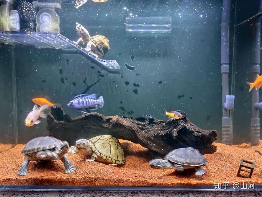 25厘米的魚缸可以養幾條斑馬：6-10條斑馬魚適合養殖更多的斑馬魚