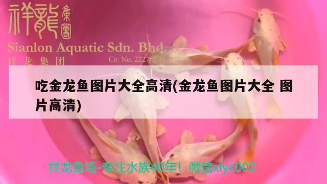 吃金龍魚圖片大全高清(金龍魚圖片大全圖片高清)