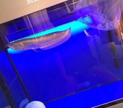 寧波龍魚vs寧波水族批發市場vs寧波水族館vs寧波魚缸批發市場vs祥龍魚場：寧波地區龍魚市場的競爭狀況和發展趨勢