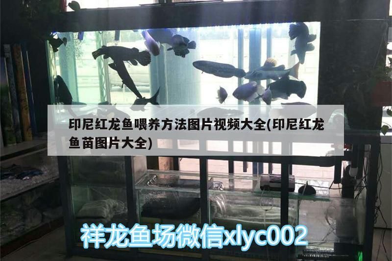 印尼紅龍魚喂養方法圖片視頻大全(印尼紅龍魚苗圖片大全)