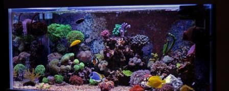 9條魚需要多大的魚缸：21篇養9條魚的魚缸尺寸養9條魚的魚缸尺寸養9條魚的魚缸規格