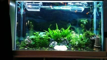 50cm的魚缸養多少條孔雀魚：一個50厘米的魚缸可以養多大的孔雀魚？