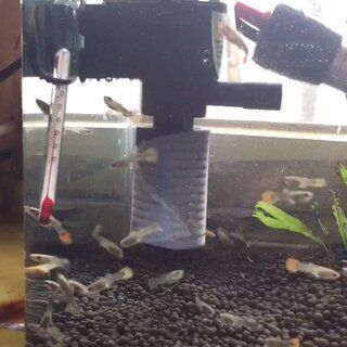 50cm的魚缸養多少條孔雀魚：一個50厘米的魚缸可以養多大的孔雀魚？