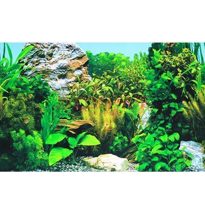 龍魚缸底背景用什么顏色vs祥龍魚場(chǎng)：龍魚缸底背景顏色的選擇