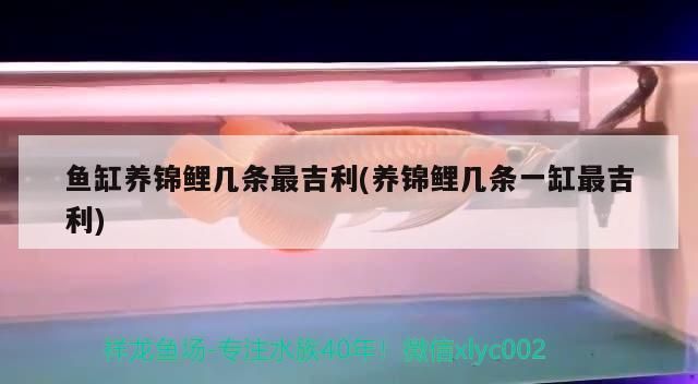 魚缸養(yǎng)錦鯉幾條最吉利(養(yǎng)錦鯉幾條一缸最吉利)