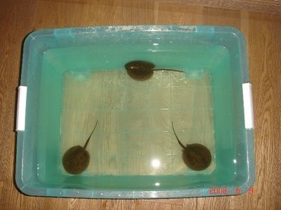 魟魚喂食器：如何選擇魟魚喂食器