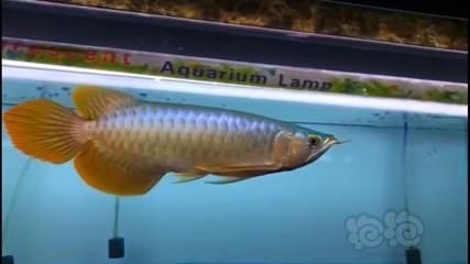 紅龍魚喂什么小魚好：關于紅龍魚喂養小魚的詳細信息 紅龍魚喂什么小魚好：關于紅龍魚喂養小魚的詳細信息 紅龍魚百科 第6張