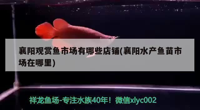 襄樊龍魚vs襄樊水族批發市場vs襄樊水族館vs襄樊魚缸批發市場vs祥龍魚場：“襄樊龍魚”、“襄樊水族批發市場”和“襄樊魚缸批發市場”