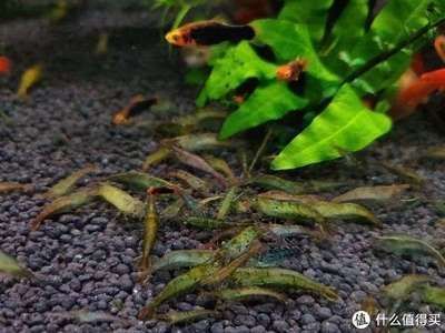 蕪湖龍魚vs蕪湖水族批發市場vs蕪湖水族館vs蕪湖魚缸批發市場vs祥龍魚場：蕪湖市龍魚批發市場價格 蕪湖龍魚vs蕪湖水族批發市場vs蕪湖水族館vs蕪湖魚缸批發市場vs祥龍魚場：蕪湖市龍魚批發市場價格 祥龍魚場各市分站 第6張