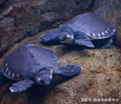 豬鼻龜的養殖方法：澳大利亞豬鼻龜的飼養方法