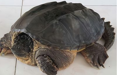 豬鼻龜的養殖方法：澳大利亞豬鼻龜的飼養方法
