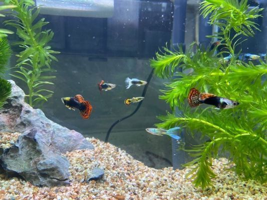 龍魚不吃東西會餓死嗎vs祥龍魚場：如果龍魚在三個月不吃東西會死亡，龍魚會直接餓死嗎