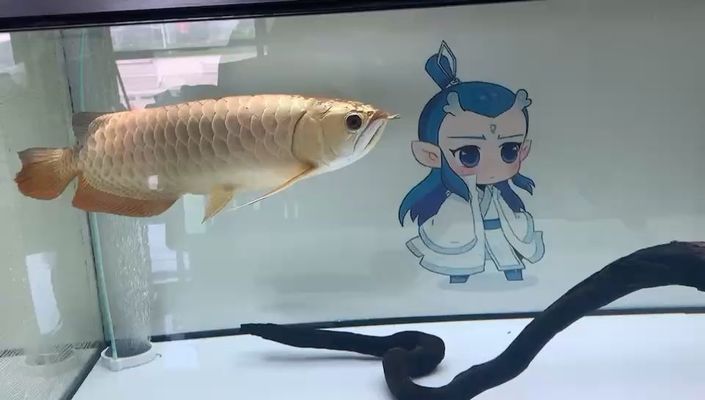 欽州龍魚(yú)vs欽州水族批發(fā)市場(chǎng)vs欽州水族館vs欽州魚(yú)缸批發(fā)市場(chǎng)vs祥龍魚(yú)場(chǎng)：欽州龍魚(yú)、水族市場(chǎng)、水族館、魚(yú)缸批發(fā)市場(chǎng)信息