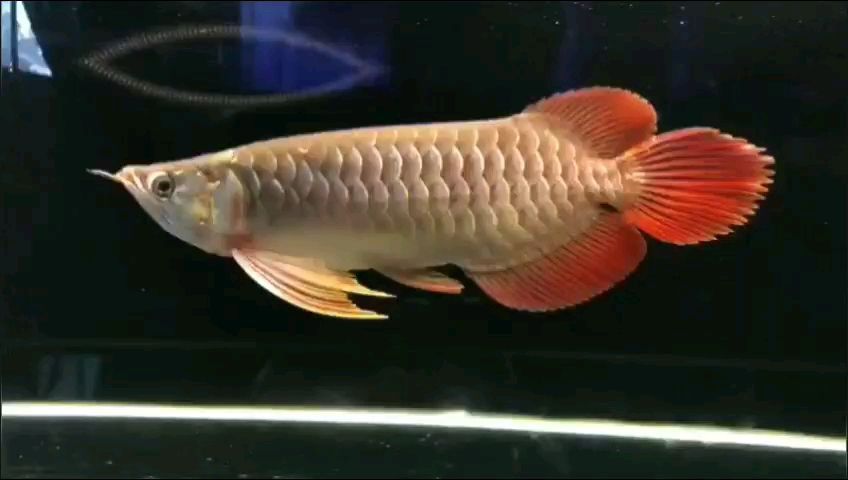 臨滄觀賞魚市場大湖紅龍
