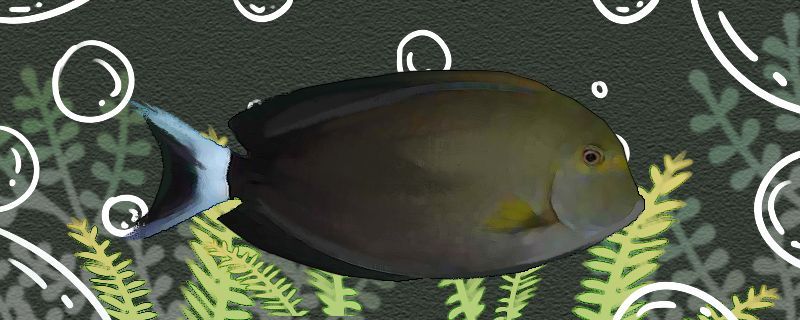黑缸為什么不能養魟魚：黑缸不適合養魟魚嗎？