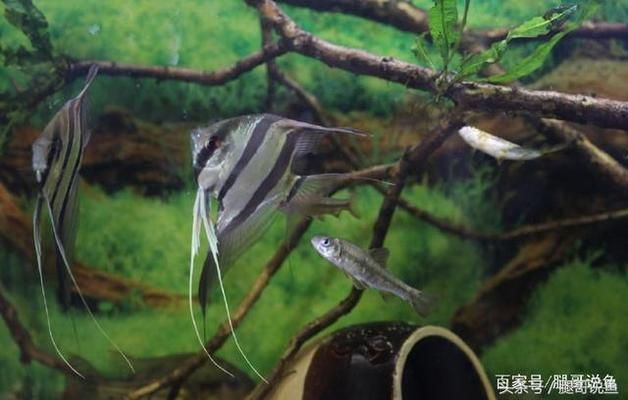 黑缸為什么不能養魟魚：黑缸不適合養魟魚嗎？