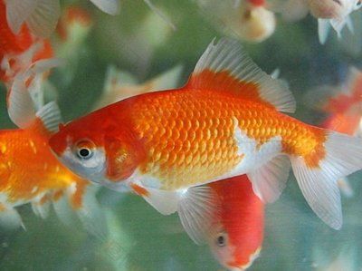 珠海龍魚寄養中心地址查詢官網：探尋珠海龍魚寄養中心，地址查詢全攻略