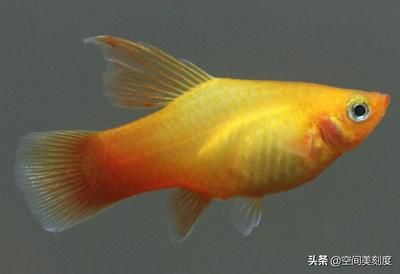 100種熱帶觀賞魚(下)：對不起，我無法提供\"100種熱帶觀賞魚