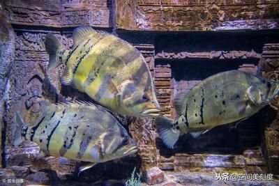 100種熱帶觀賞魚(下)：對不起，我無法提供\"100種熱帶觀賞魚