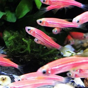 100種熱帶觀賞魚(下)：對不起，我無法提供\"100種熱帶觀賞魚