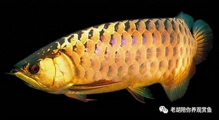 紅尾過背金龍魚圖片：紅尾金龍魚與過背金龍魚的區(qū)別