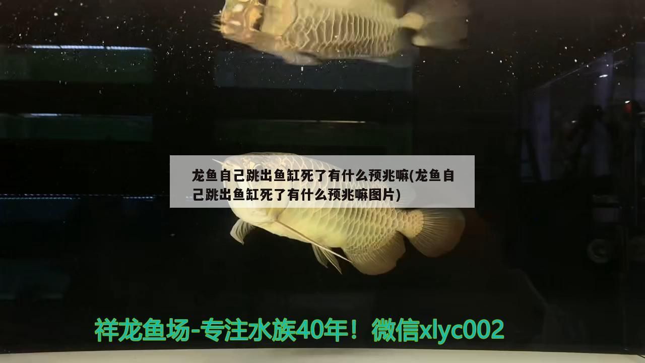 呂梁水族批發市場在哪里啊（ 呂梁水族批發市場在哪里啊多少錢）