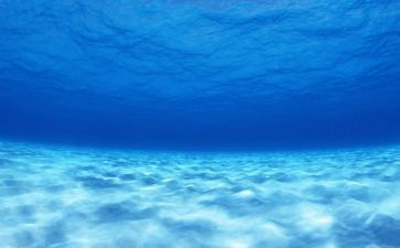 水族館作文500字以上怎么寫：如何寫好水族館作文