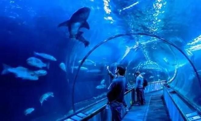 水族館作文500字以上怎么寫：如何寫好水族館作文