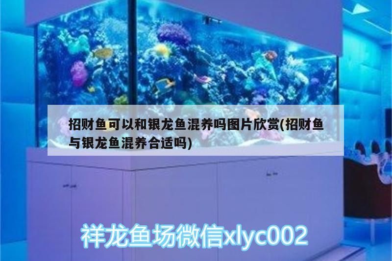 招財(cái)魚(yú)可以和銀龍魚(yú)混養(yǎng)嗎圖片欣賞(招財(cái)魚(yú)與銀龍魚(yú)混養(yǎng)合適嗎)