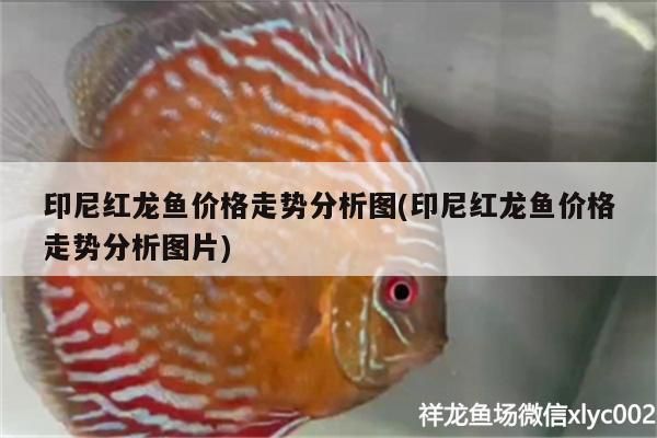 印尼紅龍魚價格走勢分析圖(印尼紅龍魚價格走勢分析圖片)