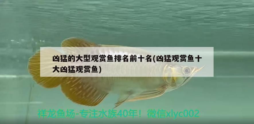 兇猛的大型觀賞魚(yú)排名前十名(兇猛觀賞魚(yú)十大兇猛觀賞魚(yú))