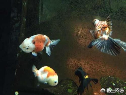 90魚缸養(yǎng)金魚能養(yǎng)幾條：金魚養(yǎng)殖注意事項金魚養(yǎng)殖需要注意以下幾點