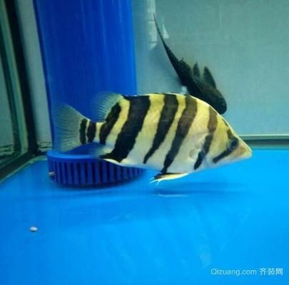 8公分小虎魚吃什么：8公分小虎魚在飲食上有一定的偏好和需求