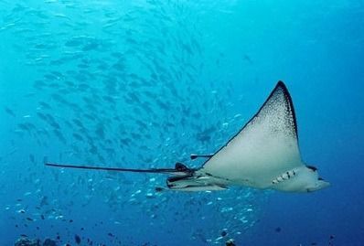 魟魚生出來有多大了：魟魚出生時的大小可能會因性別、營養狀況和生活環境不同